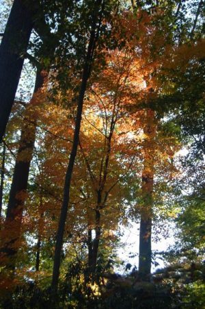 Tregaron trees in the fall