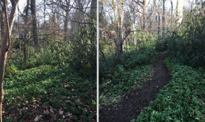 Macomb Trail-Before & After