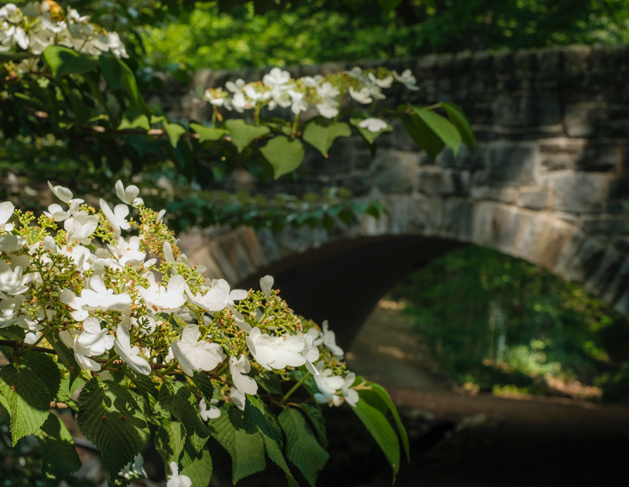 Doublefile Viburnum (Viburnum plicatum f. tomentosum 'Mariesii')