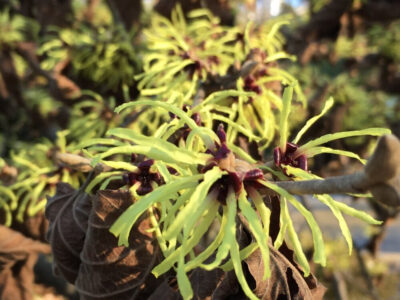 Witch Hazel (Hamamelis virginiana)