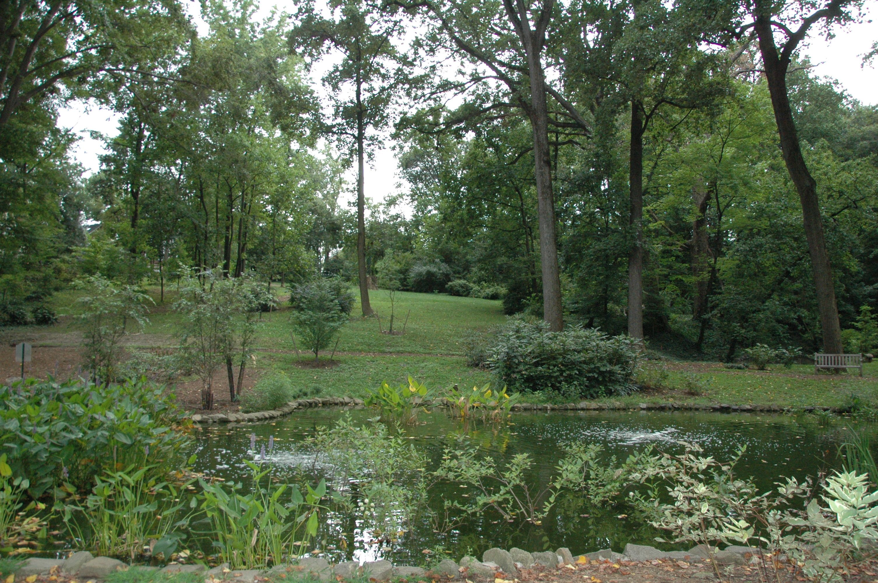 Tregaron's restored lily pond.