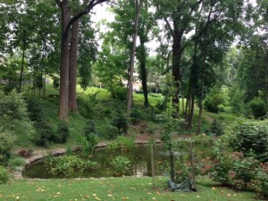 Tregaron Conservancy's lily pond -- July 29, 2013 (Photo by Bonnie LePard)