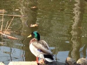 The handsome mallard returns to Tregaron -- Spring 2014.