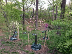 Flowering Dogwoods and Redbuds -- donations by Casey Trees & planted by the community (Photo by Bonnie LePard)