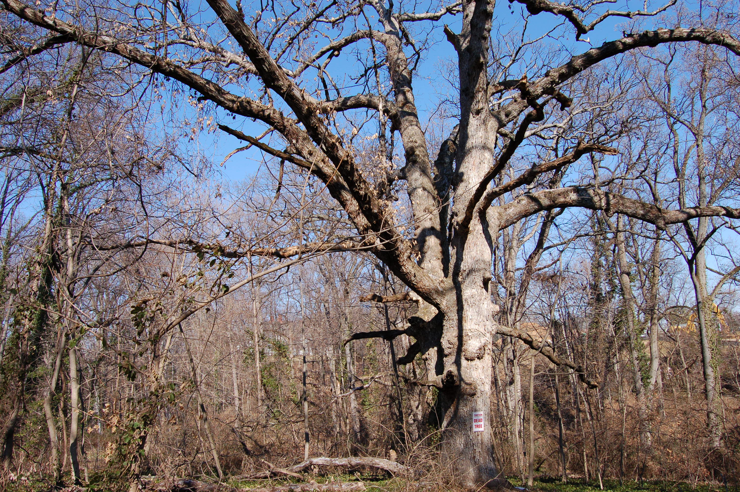 Twin Oak with "Dead Tree" sign -- February 2007