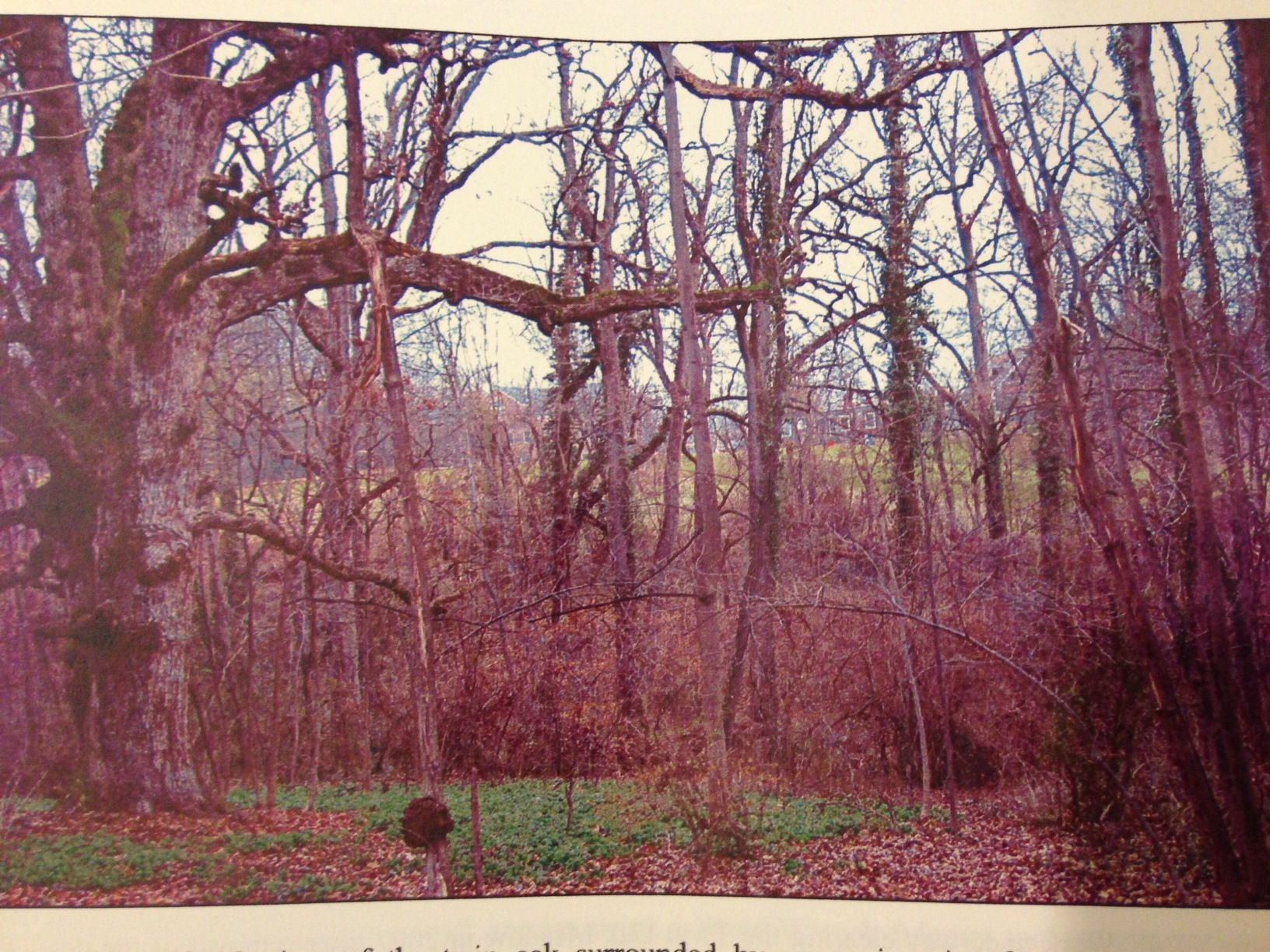 Twin Oak tree & overgrown meadow before rehabilitation -- 2005