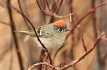 ruby crowned kinglet