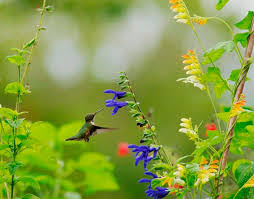 hummingbird